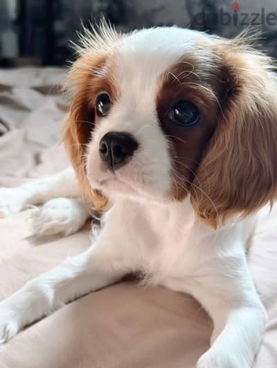 King Charles cavalier puppy/كلاب