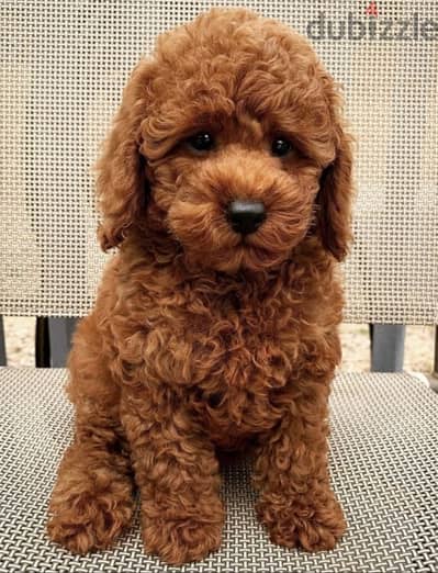 poodle puppy imported / كلاب