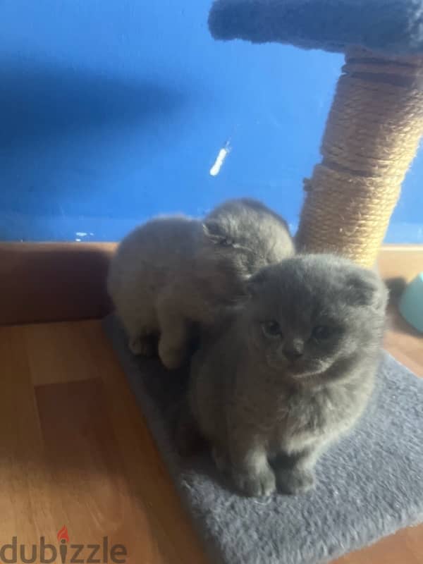 Pure Scotish Fold Kittens 3