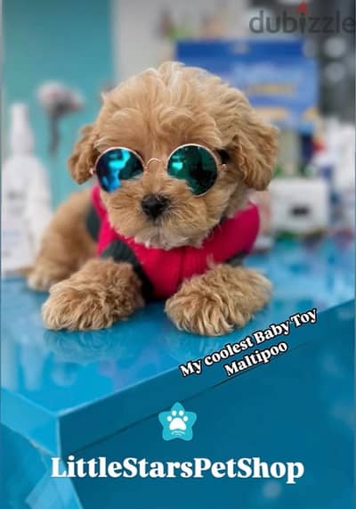 Toy Maltipoo Imported Puppy Pure Breed Dog / Delivery / كلب كلاب جرو