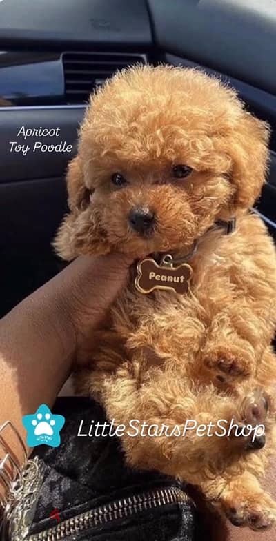 Poodle Apricot color pure breed puppy Dog Delivery كلب جرو