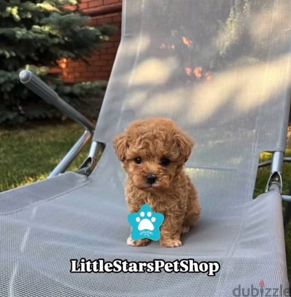 Toy Maltipoo Imported Puppy Pure Breed Dog / Delivery / كلب كلاب جرو 0