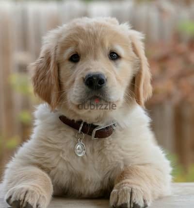 golden retriever gold girl