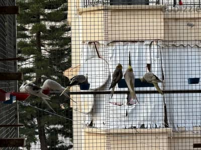 شيلة وحدة كروانات على روز على فيشر عللى بادجي