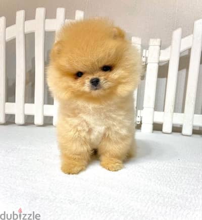 Pomeranian REAL TEACUP!! IMPORTED light color puppy Dog Delivery كلب