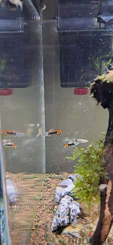 guppy grade A orange tail 2