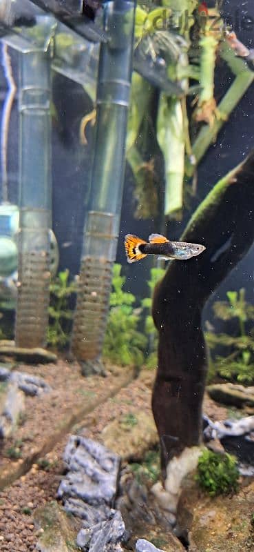 guppy grade A orange tail 4