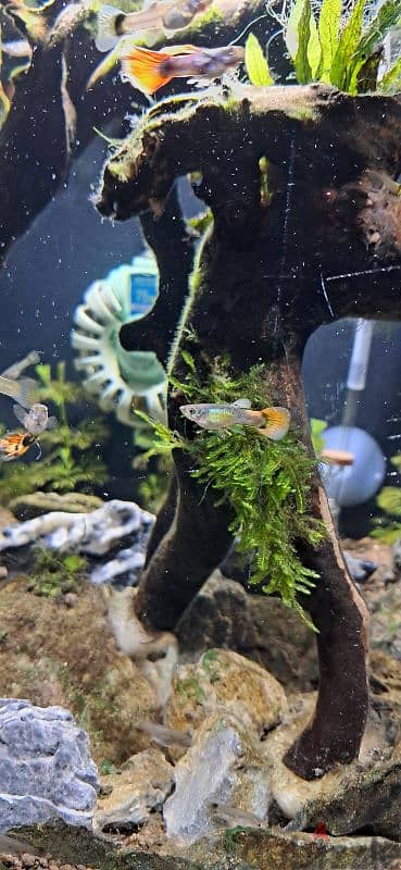 guppy grade A orange tail 5