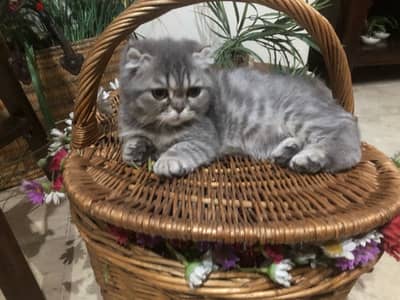 Scottish fold kitten