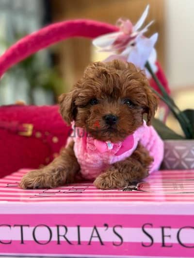 Adorable Toy Poodle Puppies Small Size/ dog كلاب