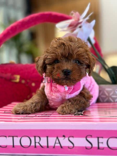 Adorable Toy Poodle Puppies Small Size/ dog كلاب 0