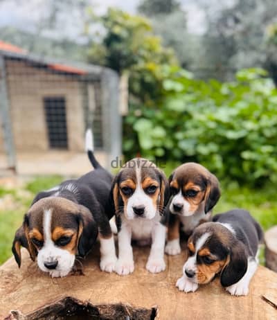 vaccinated beagle puppies for sale, ready to pick up