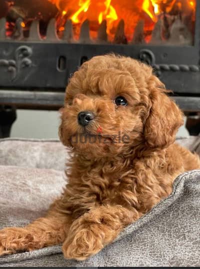 Toy Poodle Small Size Puppies Available/ dog كلاب