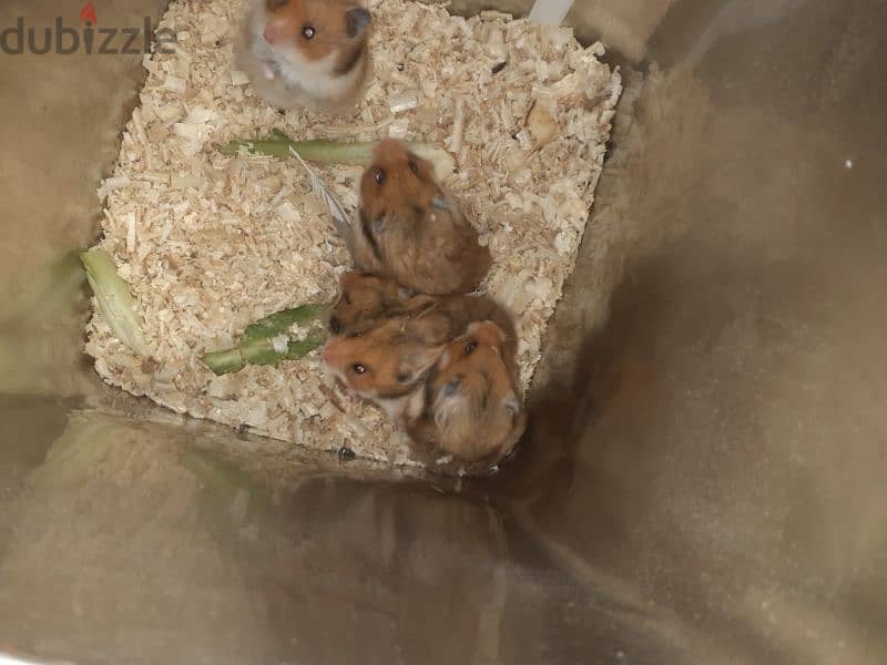 Hamsters 2