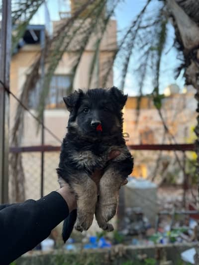 German shepherd high quality