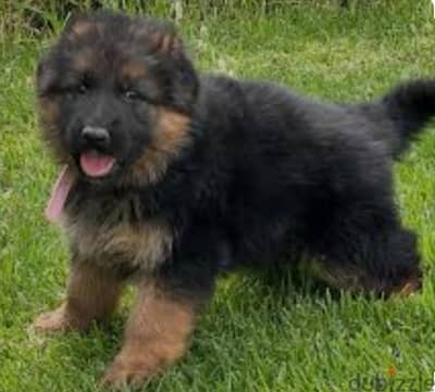 German shepherd