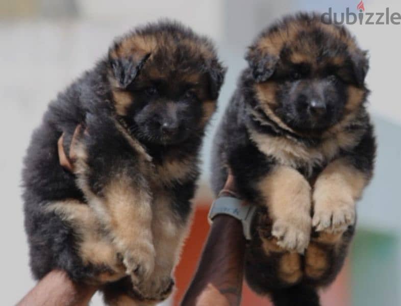 German shepherd 1