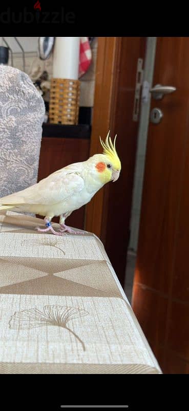 Cockatiel missing | كروان مفقود