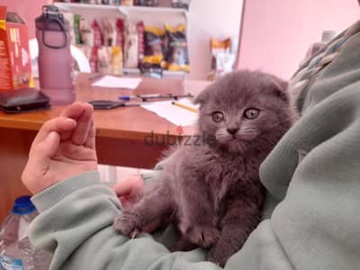 scottish fold 50 days old