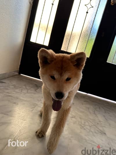 Japenese Akita Puppy for sale