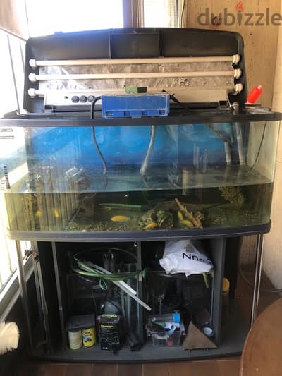 aquarium +fish for sale