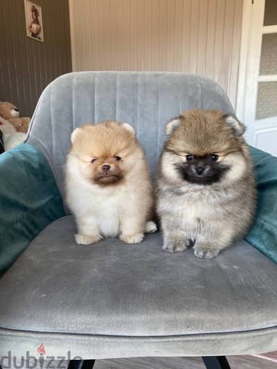 Top Quality Pomeranian Bear Puppies