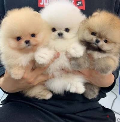 Tiny Pomeranian Tea Cup - High Quality Pet -Imported Puppies Available