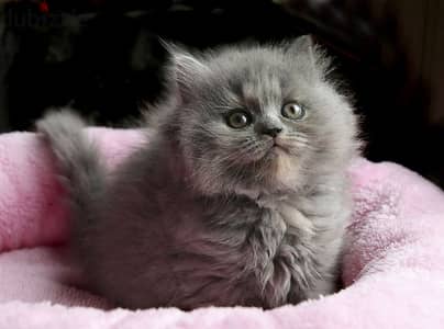 Beautifull British Long Hair Kitten Available in Store & Delivery