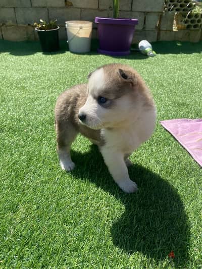 husky puppy 1 month