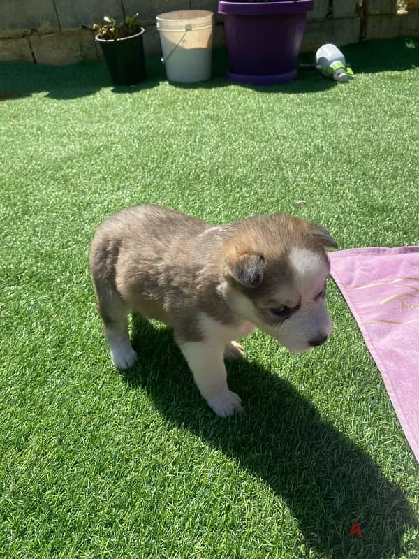 husky puppy 1 month 1