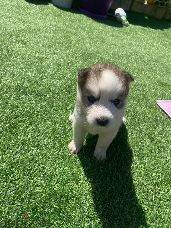 husky puppy 1 month 2