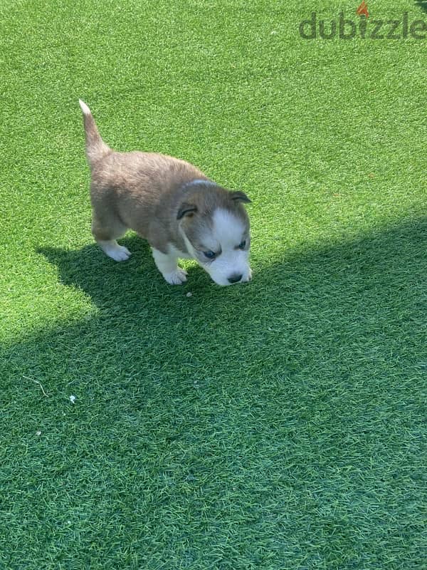 husky puppy 1 month 3