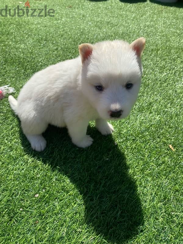 husky puppy 1 month 4