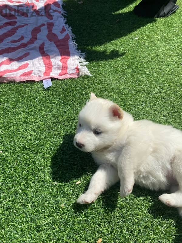 husky puppy 1 month 5