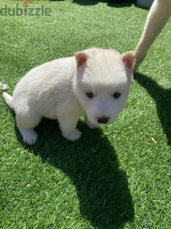 husky puppy 1 month 6