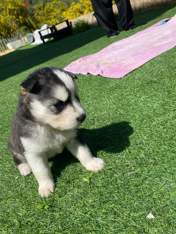 husky puppy 1 month 8