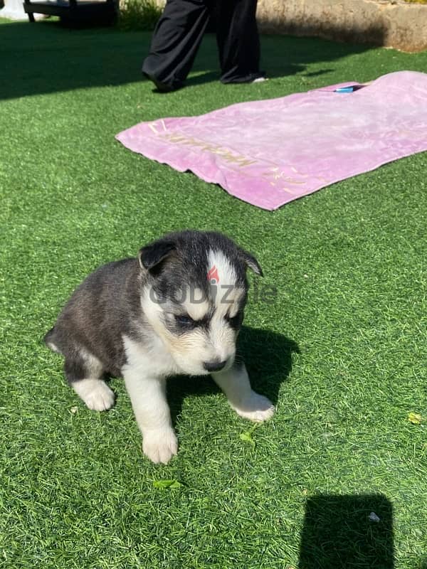 husky puppy 1 month 9