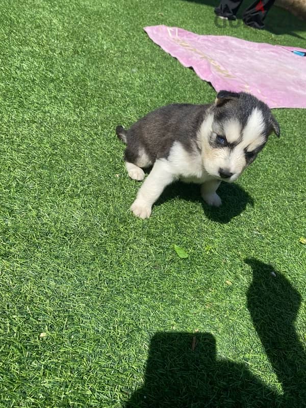 husky puppy 1 month 10