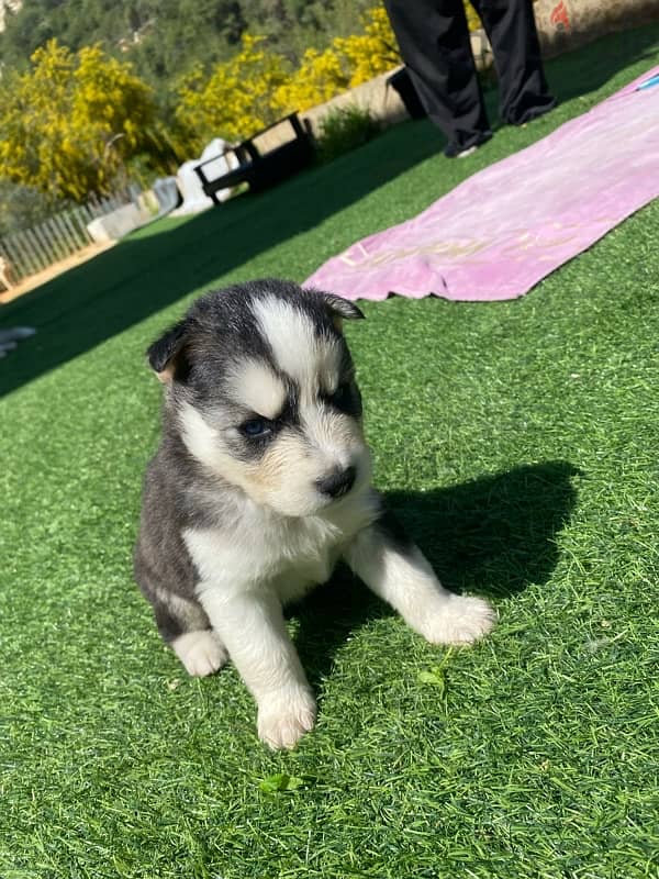 husky puppy 1 month 11