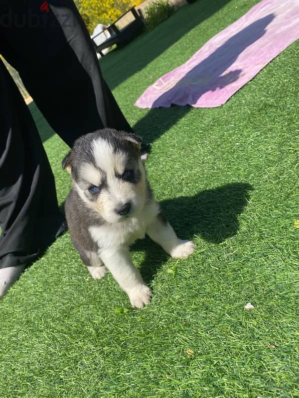 husky puppy 1 month 12