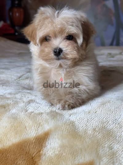 maltipoo