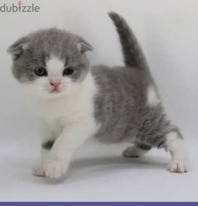 scottish fold