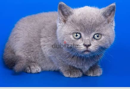 scottish fold