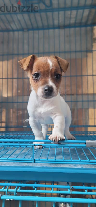 jack russell mini size