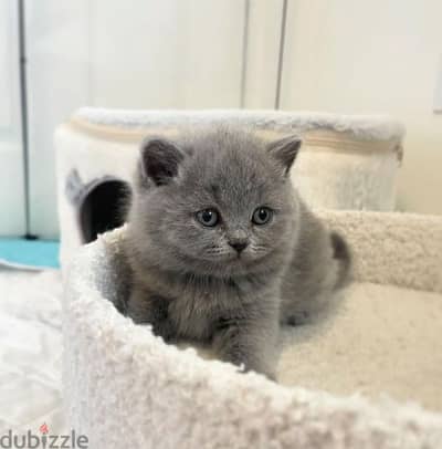 pure british shorthair kitten HIGH QUALITY