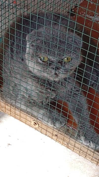 Scottish fold cat