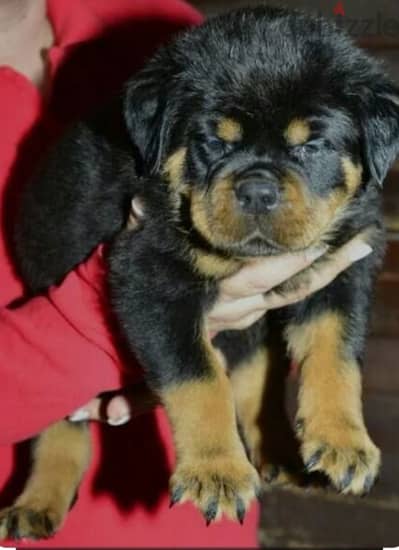 rottweiler