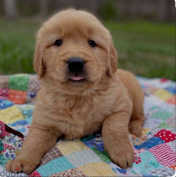 golden retriever 1