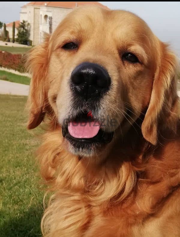 golden retriever 3