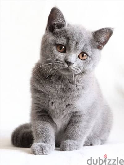 Cutest British Short Hair grey kitten pure breed Cat / Delivery / قطط